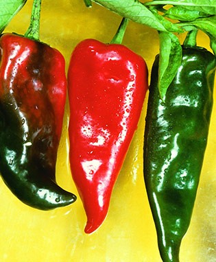 Anaheim Hot Pepper